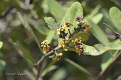 Avicennia officinalis